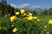 11 Fioriture di botton d'oro con vista verso la costiera Cavallo-Pegherolo